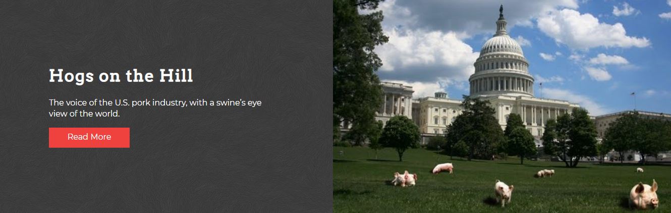 Hogs on the Hill