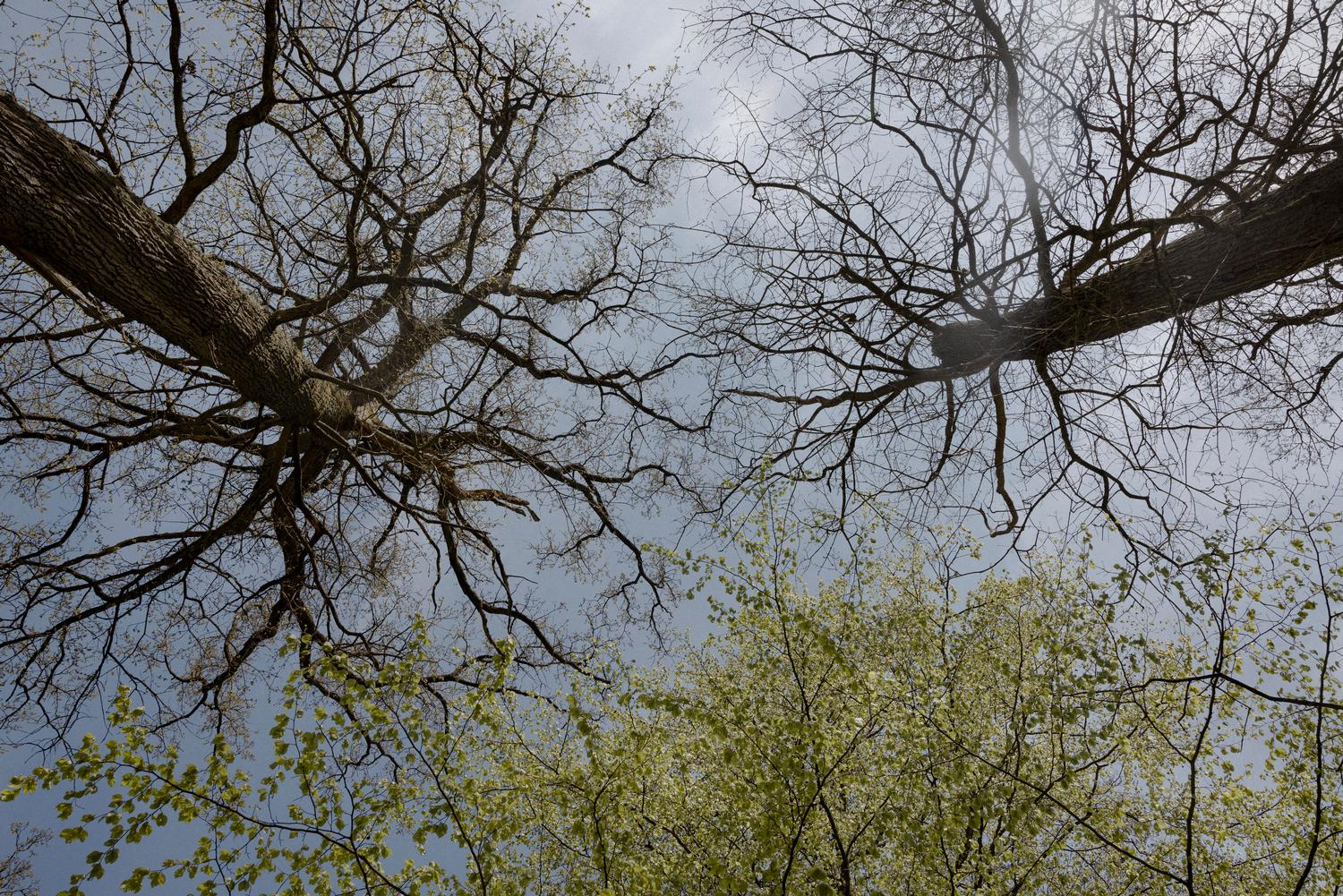 Naturgenopretning EU